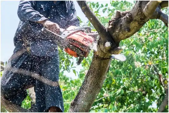 tree services Lone Grove